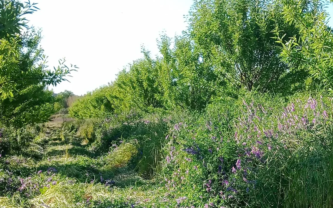 Fomentando la Agricultura Ecológica