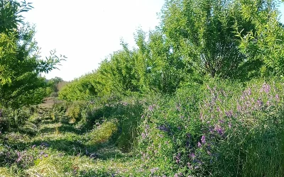 Fomentando la Agricultura Ecológica